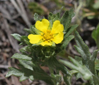 Слика од Potentilla wheeleri S. Wats.