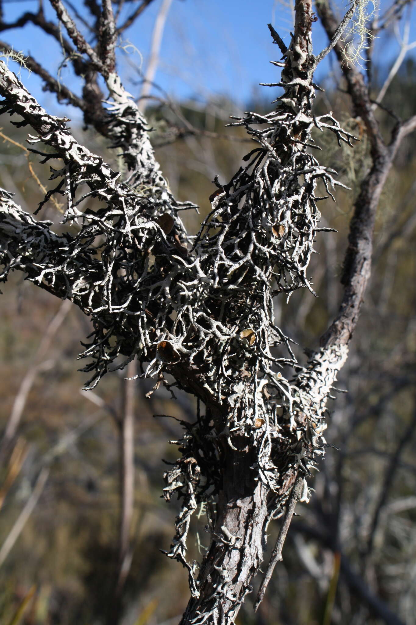 Слика од Hypogymnia lugubris (Pers.) Krog