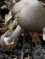 Image of Volvariella terrea Musumeci & A. Riva 2007