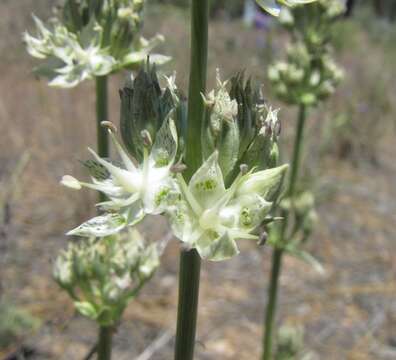 Image of pine green gentian