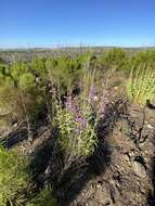 Слика од Penstemon spectabilis var. spectabilis