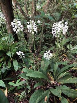 Image of Christmas orchid