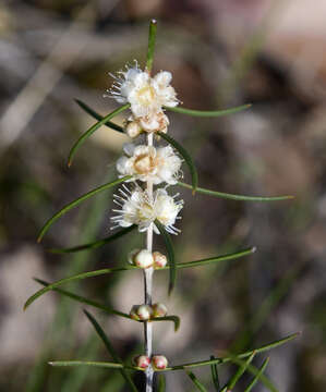 Image of Hypocalymma angustifolium Schau.