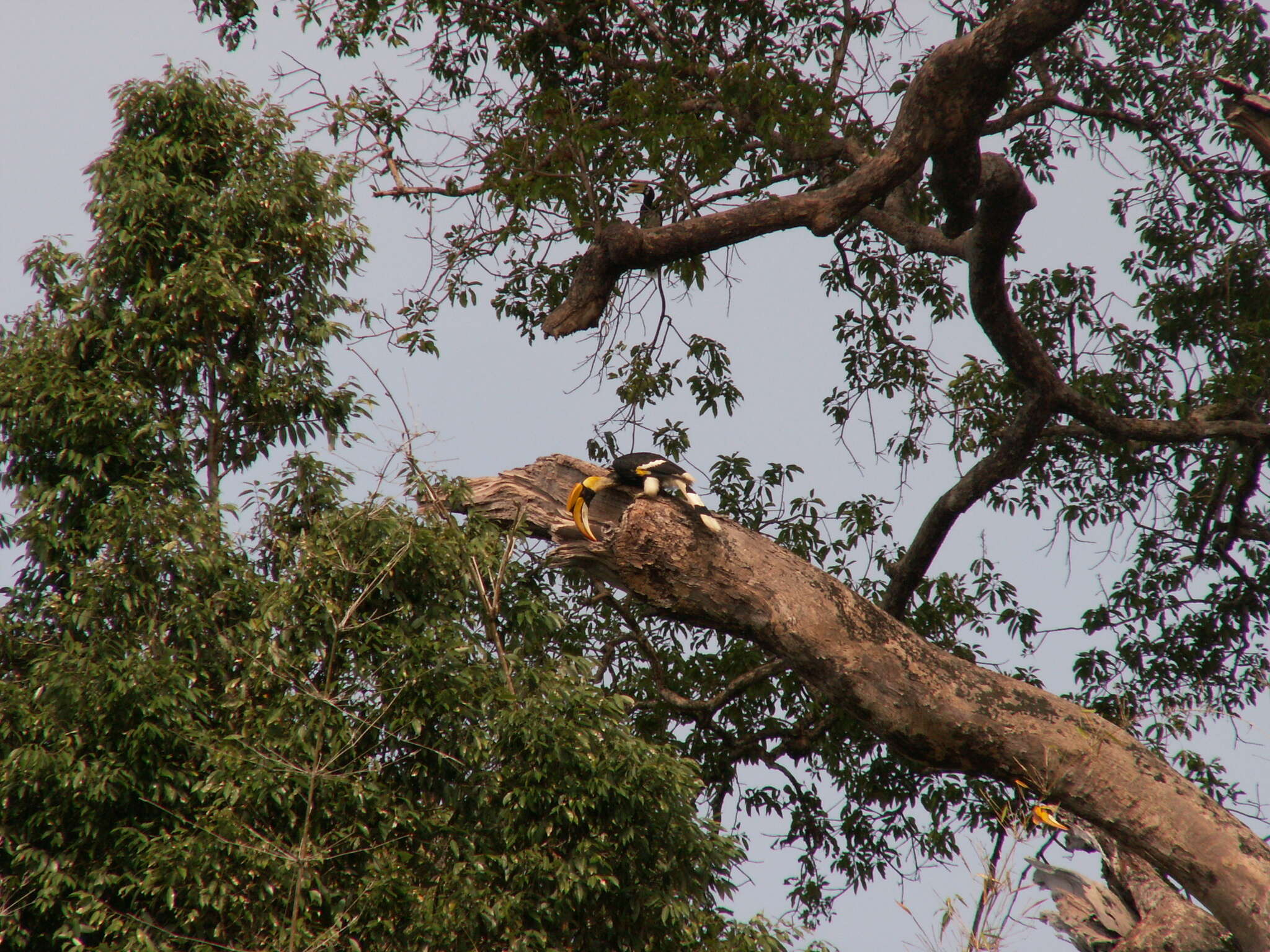 Image of Great Indian Hornbill