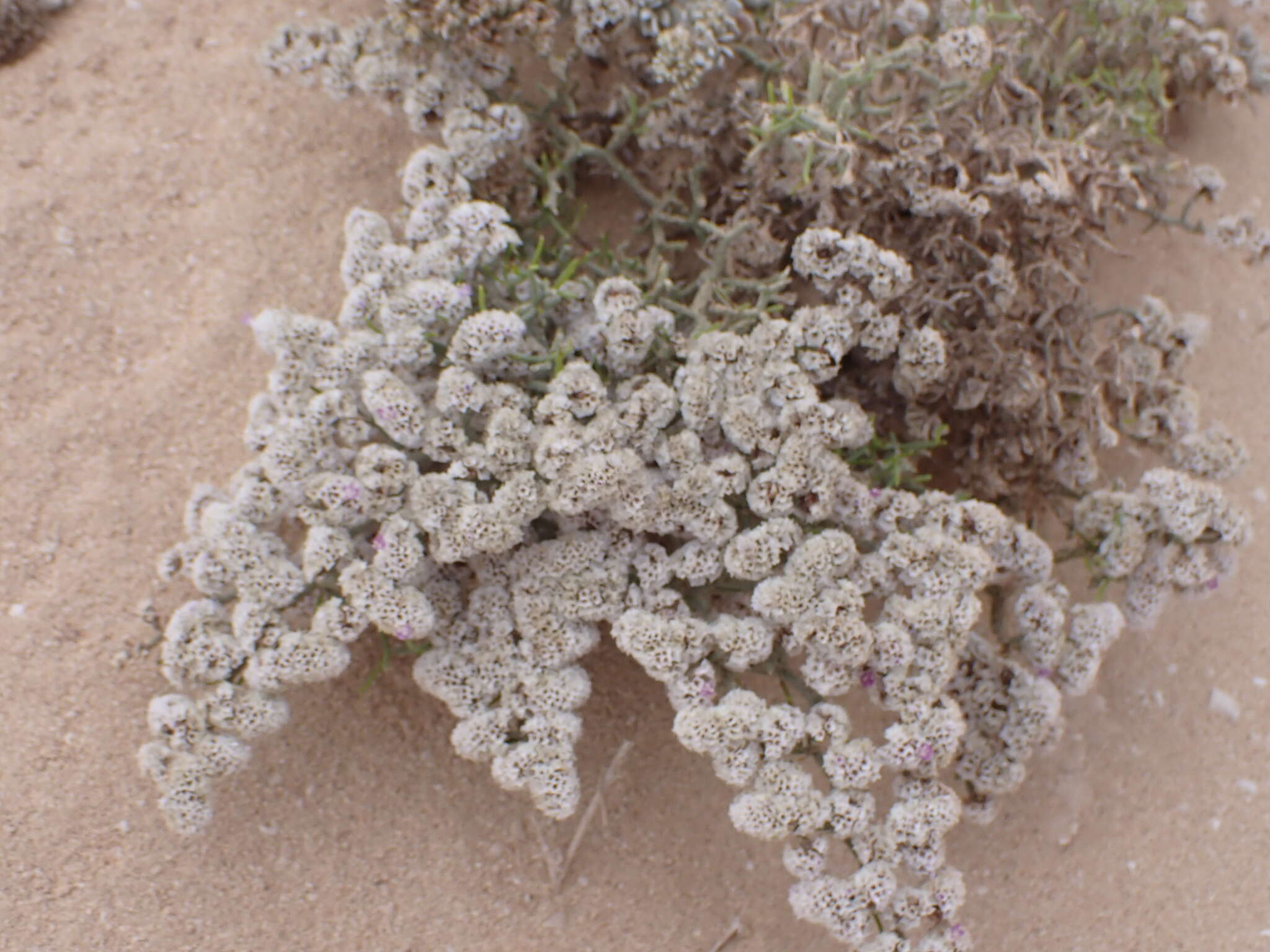 Image of Limonium papillatum (Webb & Berth.) Kuntze