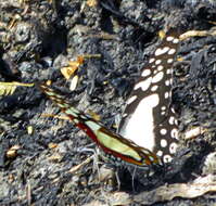 Image de <i>Graphium <i>angolanus</i></i> angolanus