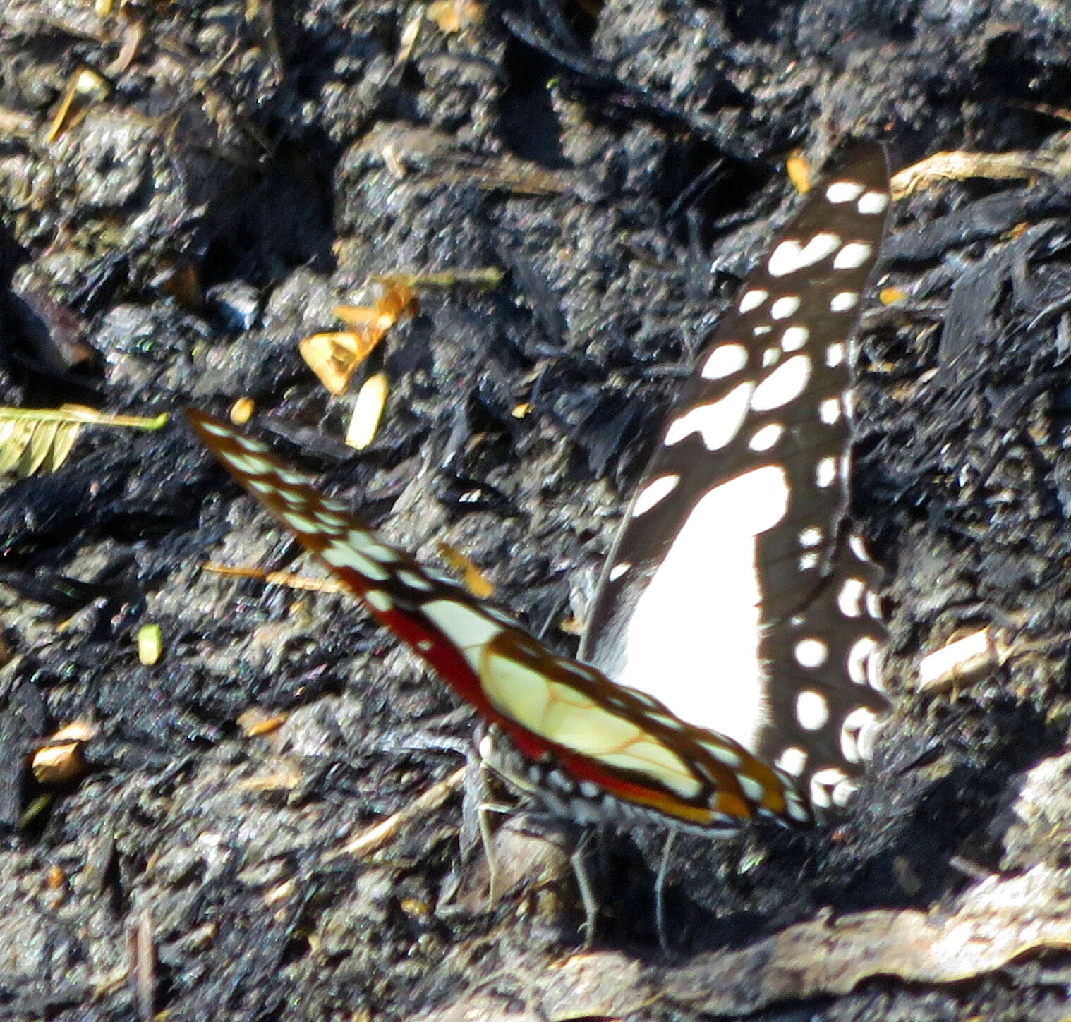 <i>Graphium <i>angolanus</i></i> angolanus resmi