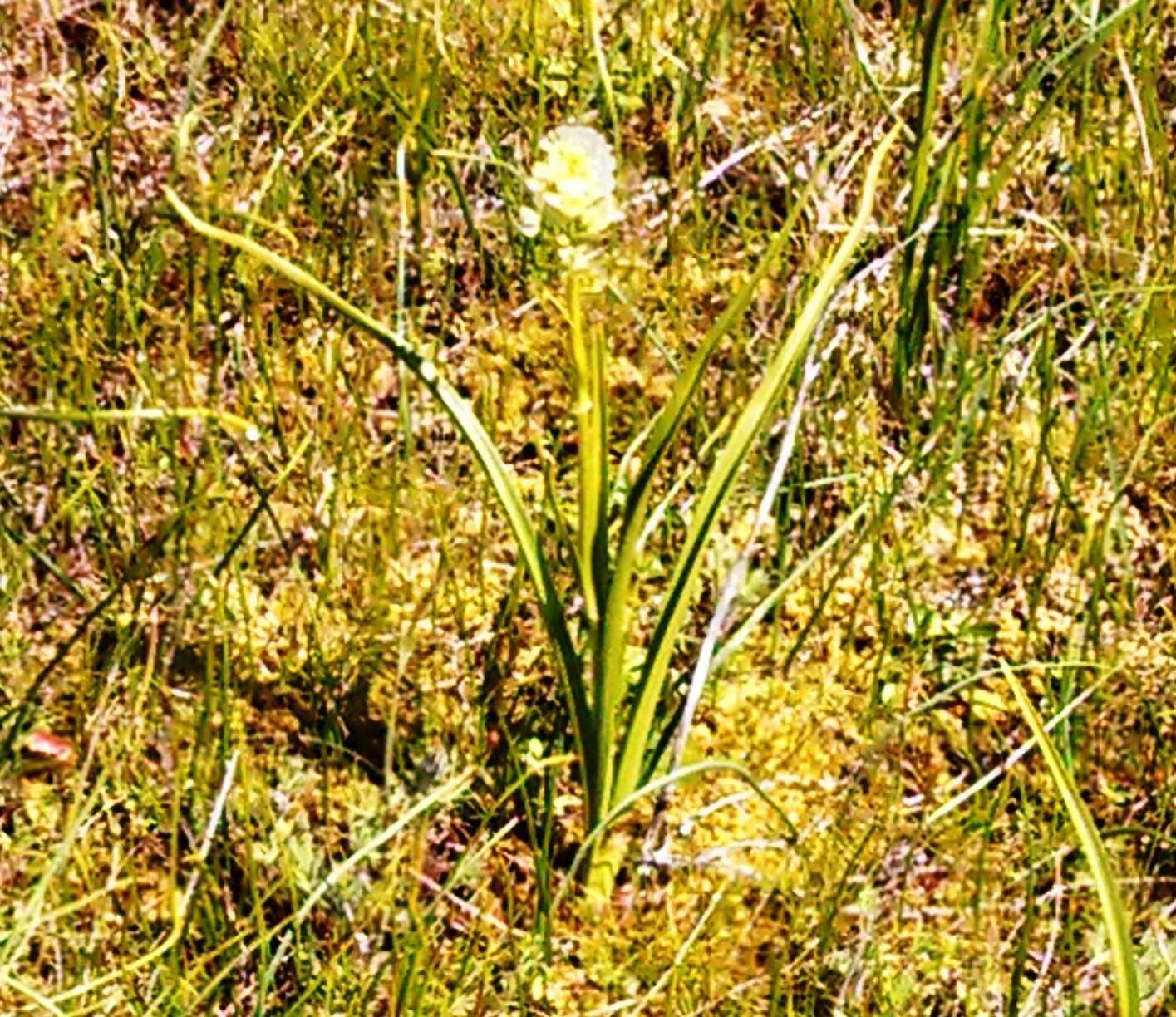 Image of meadow death camas