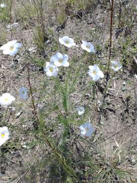 Image of Nierembergia linariifolia R. Grah.