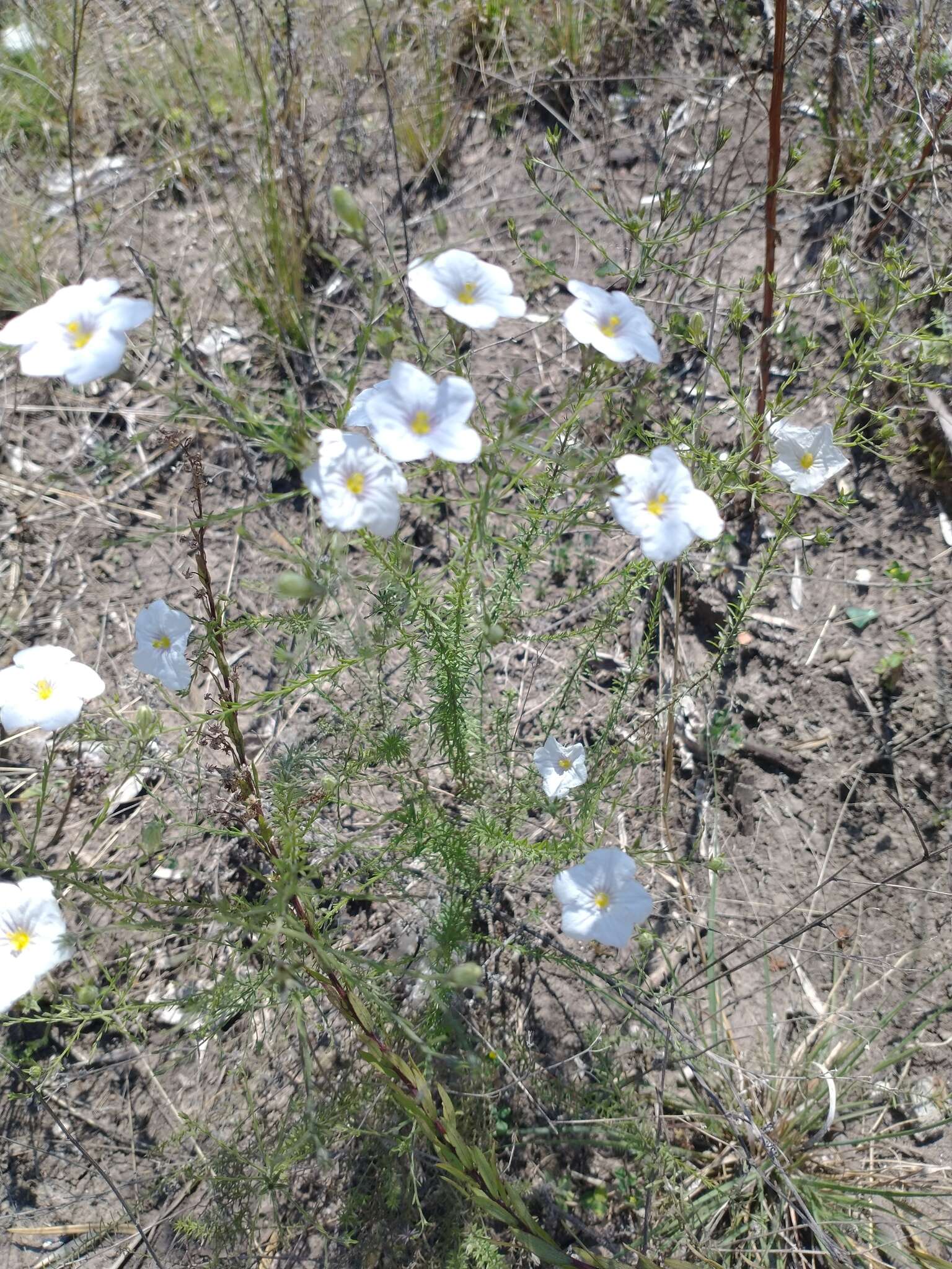 Image of Blue cup flower