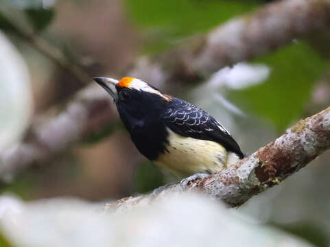 Image of Orange-fronted Barbet