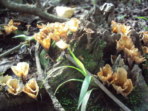 Image of Cotylidia aurantiaca (Pat.) A. L. Welden 1958