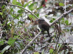 Image of Black-streaked Puffbird