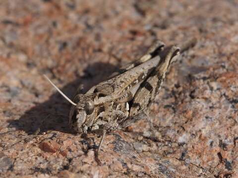 Image of Acorypha bimaculata (Krauss 1902)