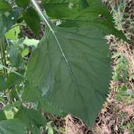 Image of Leonotis nepetifolia var. africana (P. Beauv.) J. K. Morton