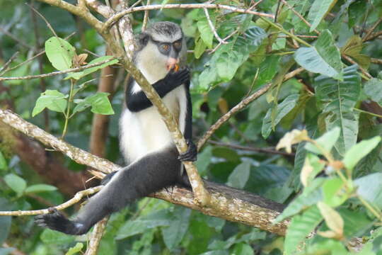 Image of Mona Guenon