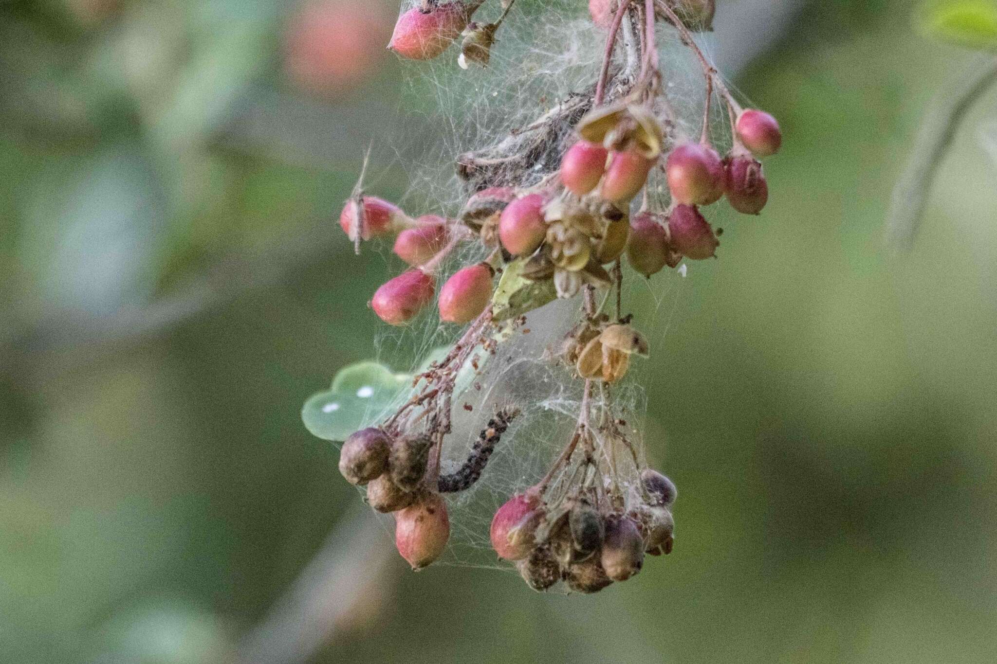 Image of Gymnosporia maranguensis (Loes.) Loes.