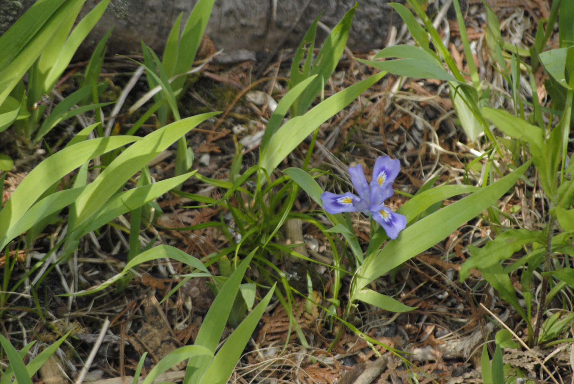 Plancia ëd Iris lacustris Nutt.