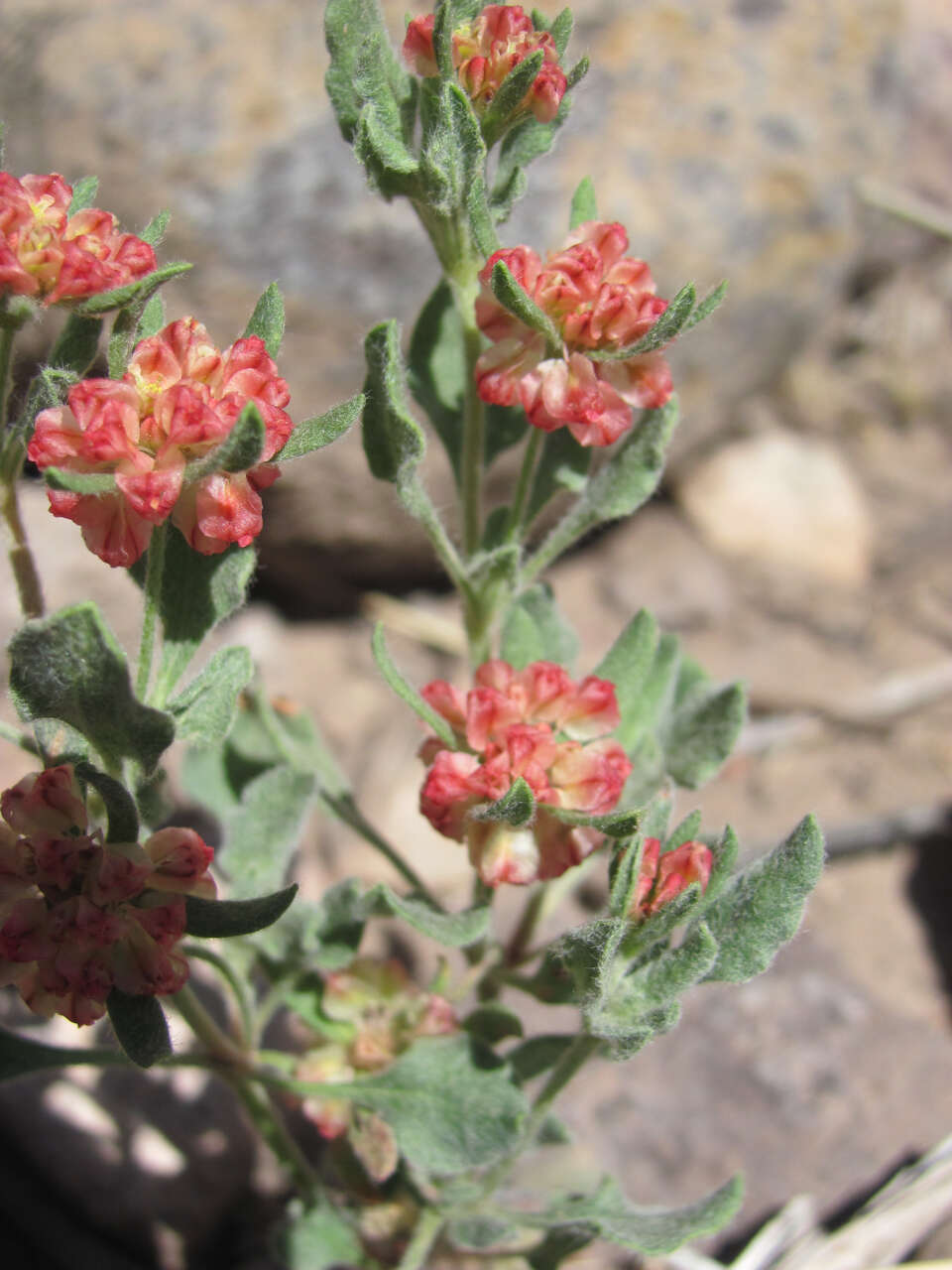 Image of Abert's buckwheat