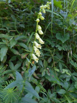 صورة Digitalis lutea subsp. lutea