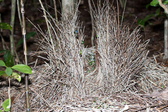 Image of Fawn-breasted Bowerbird