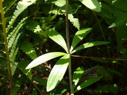 Image of Sandhills Lily