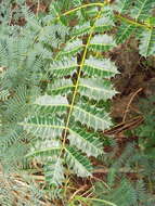 Image of Comocladia platyphylla A. Rich. ex Griseb.