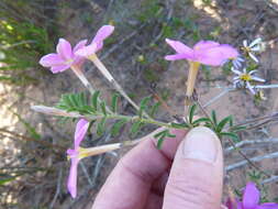 Sivun Oxalis hirta var. tubiflora (Jacq.) Salter kuva