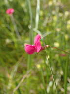 Image of Grass Vetchling