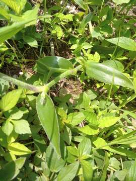 Image of Tradescantia crassifolia var. crassifolia