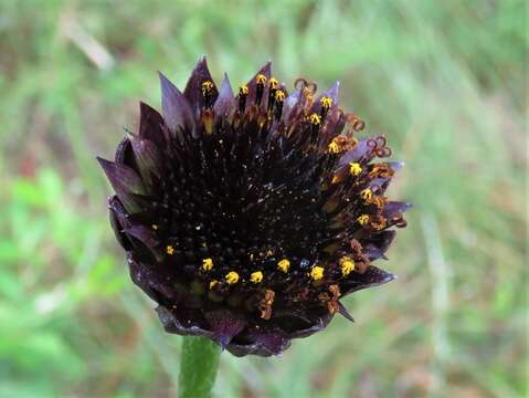 Image of Rayless Sunflower