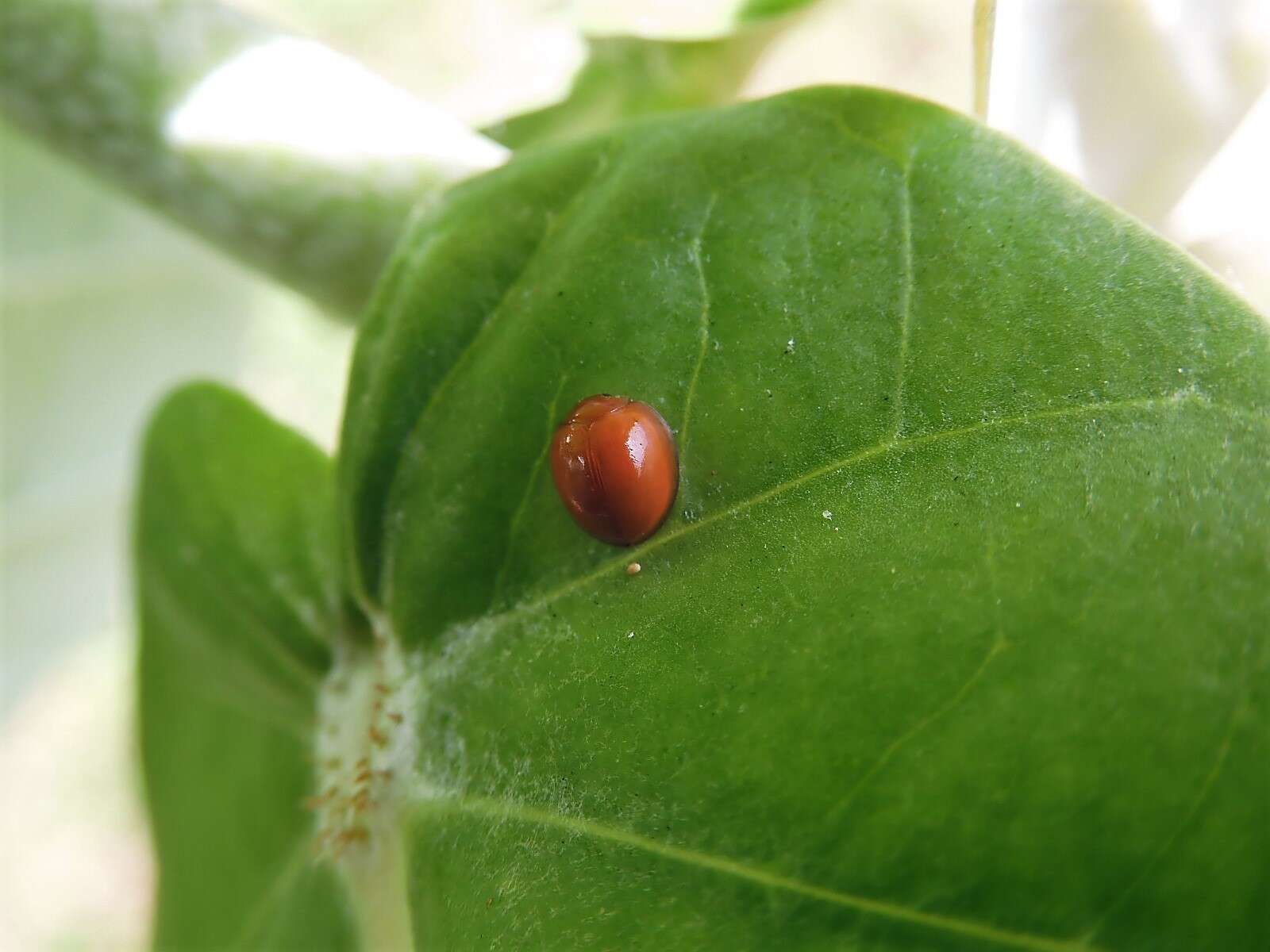 Image of Lady beetle