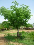 Image de Cordia gerascanthus L.