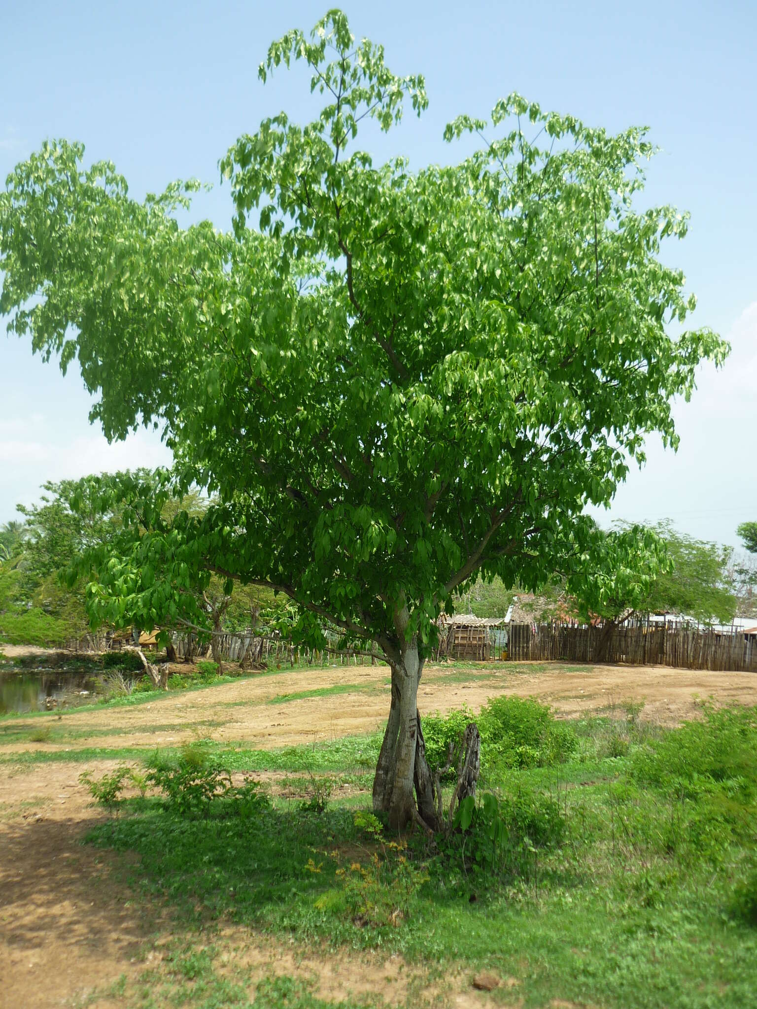 Image de Cordia gerascanthus L.