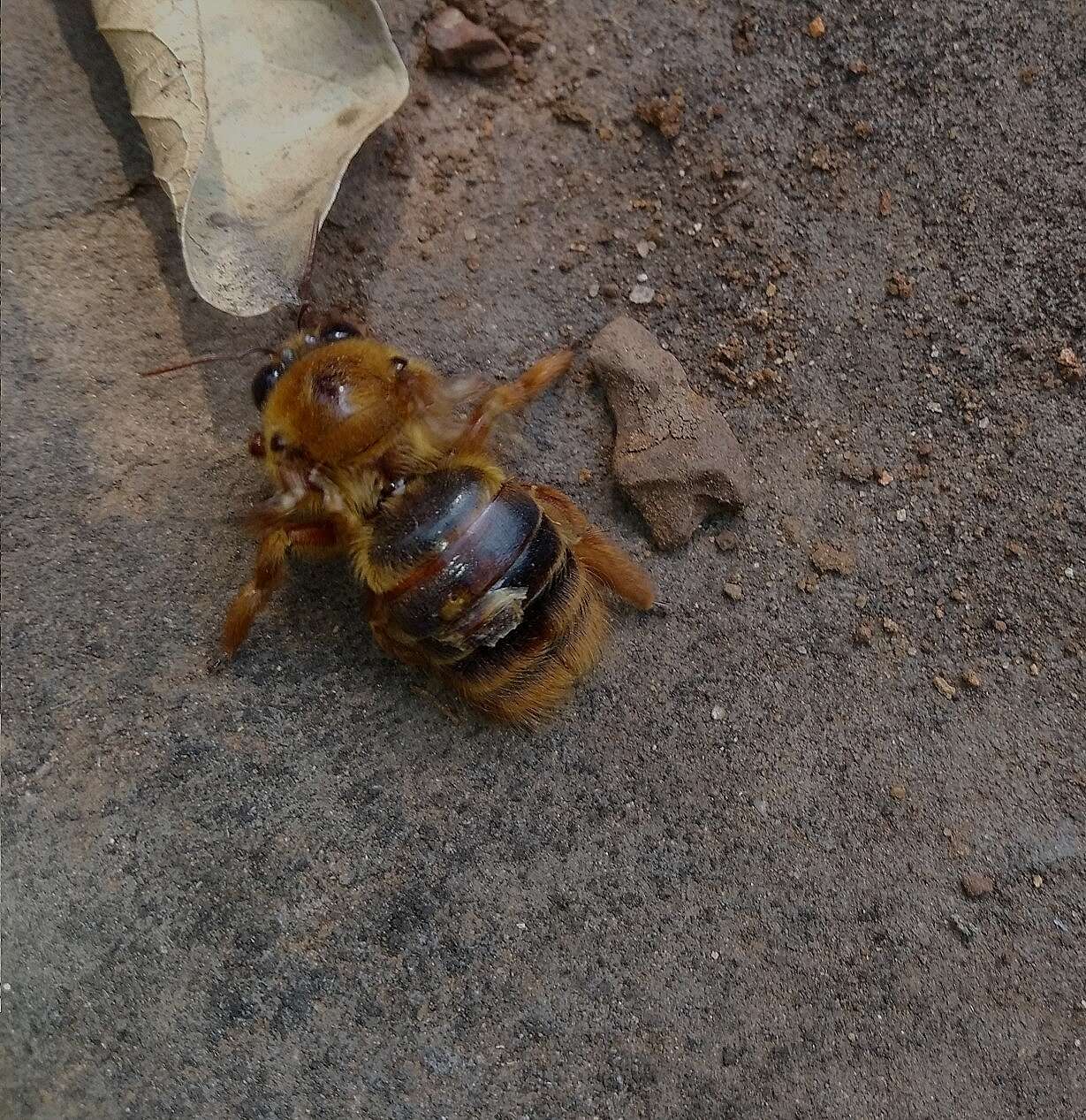 صورة Xylocopa tranquebarica (Fabricius 1804)