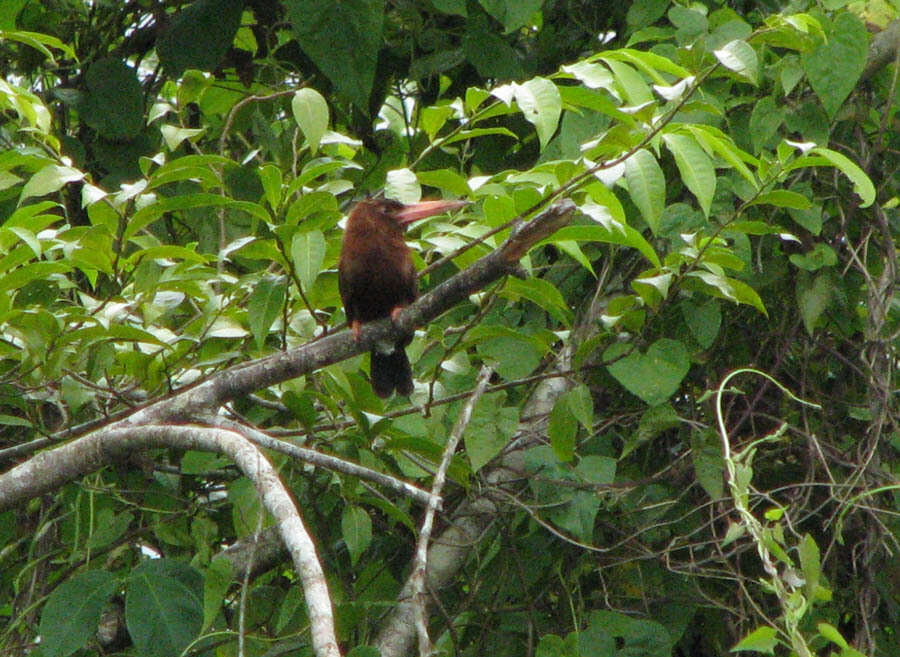 Image of Chestnut Jacamar