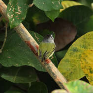 Image of Black-capped Pygmy Tyrant