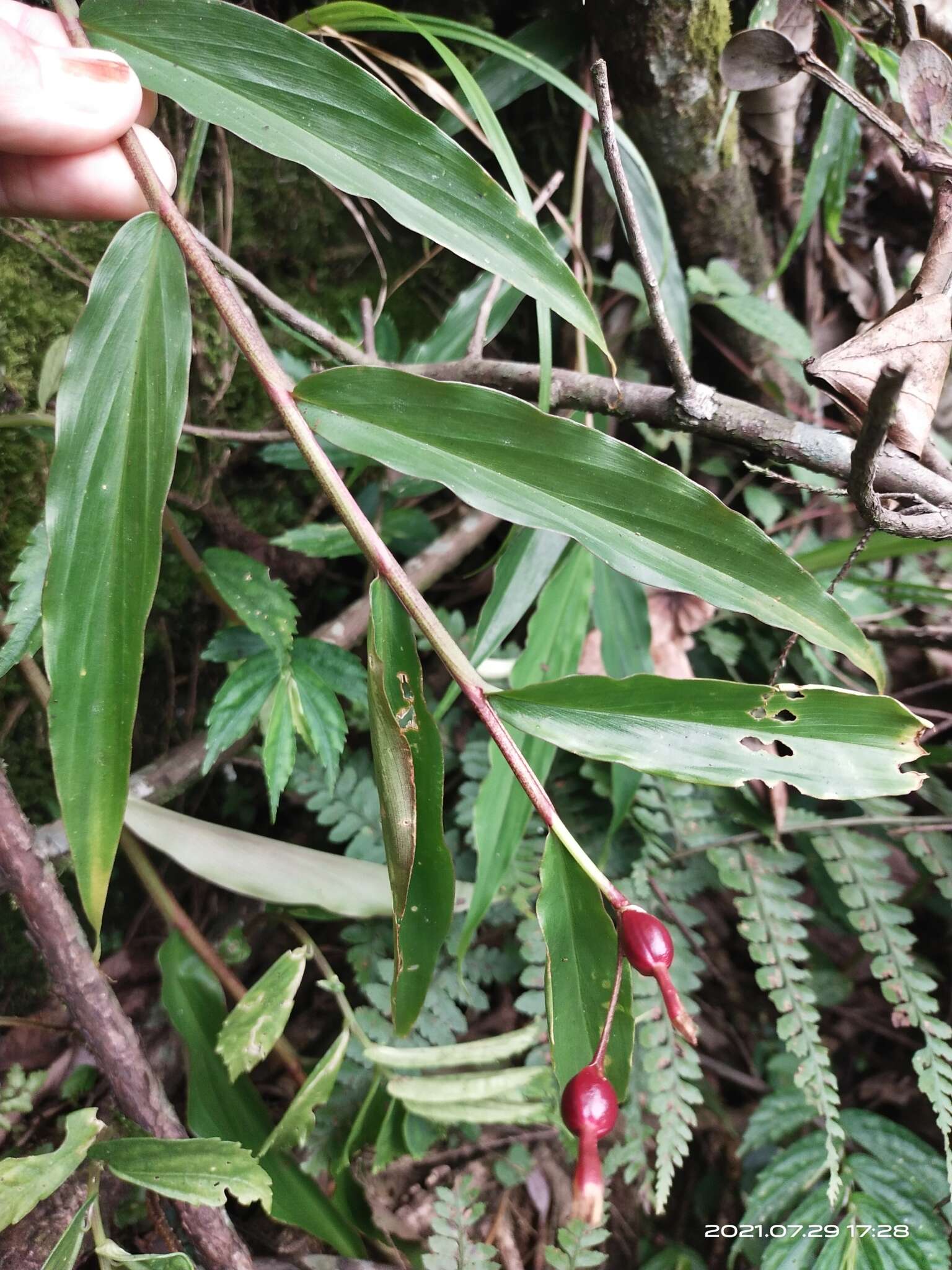 صورة Cautleya gracilis (Sm.) Dandy