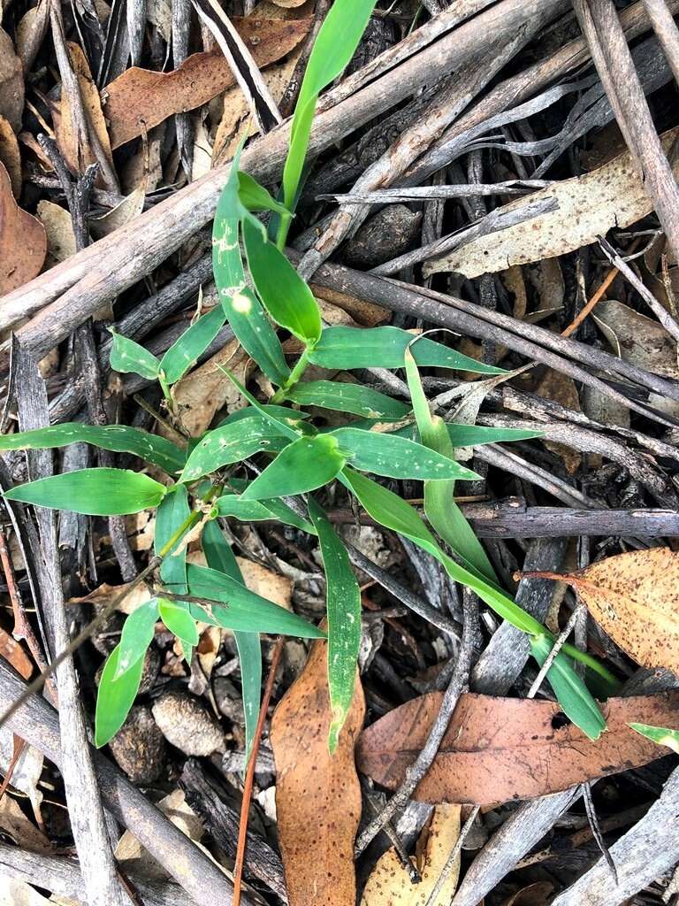 Plancia ëd Brachiaria foliosa (R. Br.) Hughes