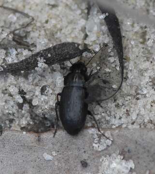 Image of Selenophorus (Celiamorphus) fossulatus Dejean 1829