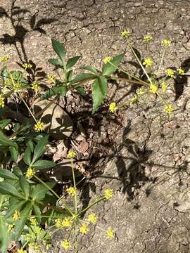 Image of Meadow Alexanders