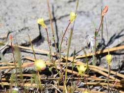 Image of Mono Hot Springs evening primrose