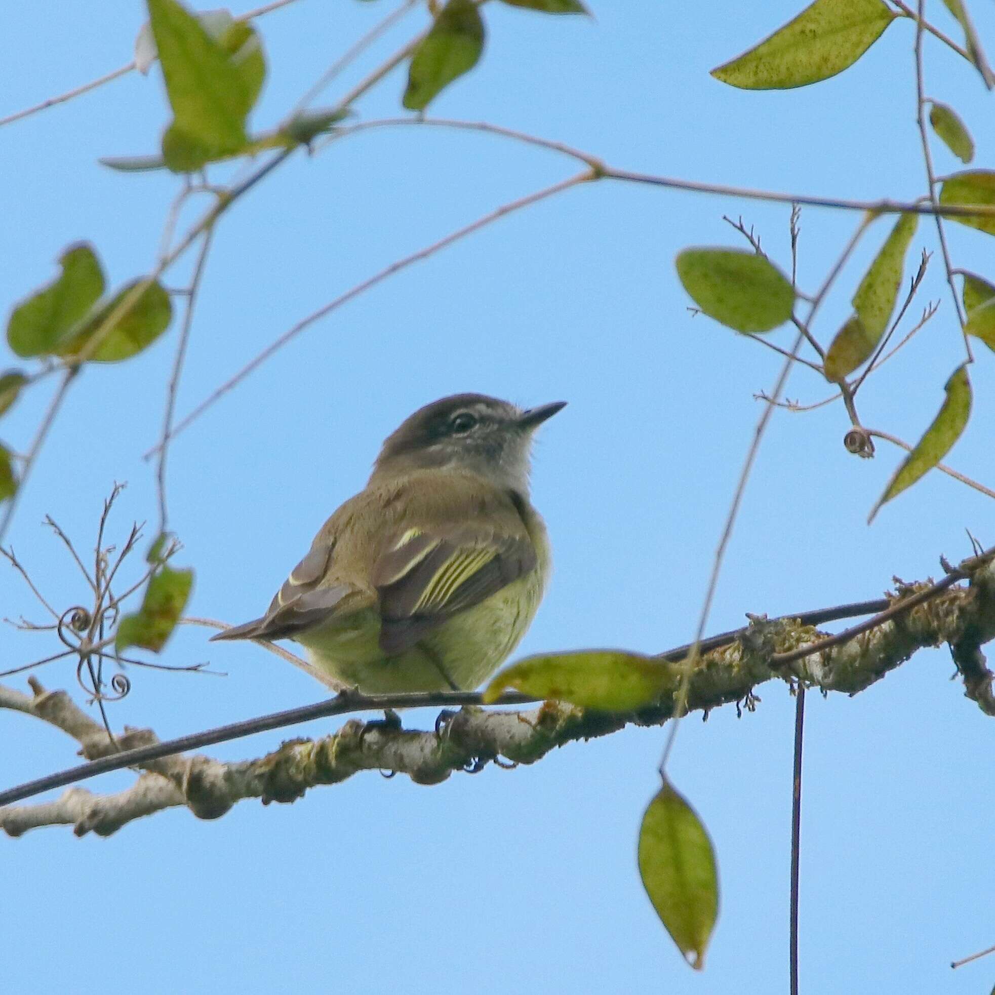 Image of Jamaican Elaenia