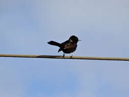 Image of Variable Oriole