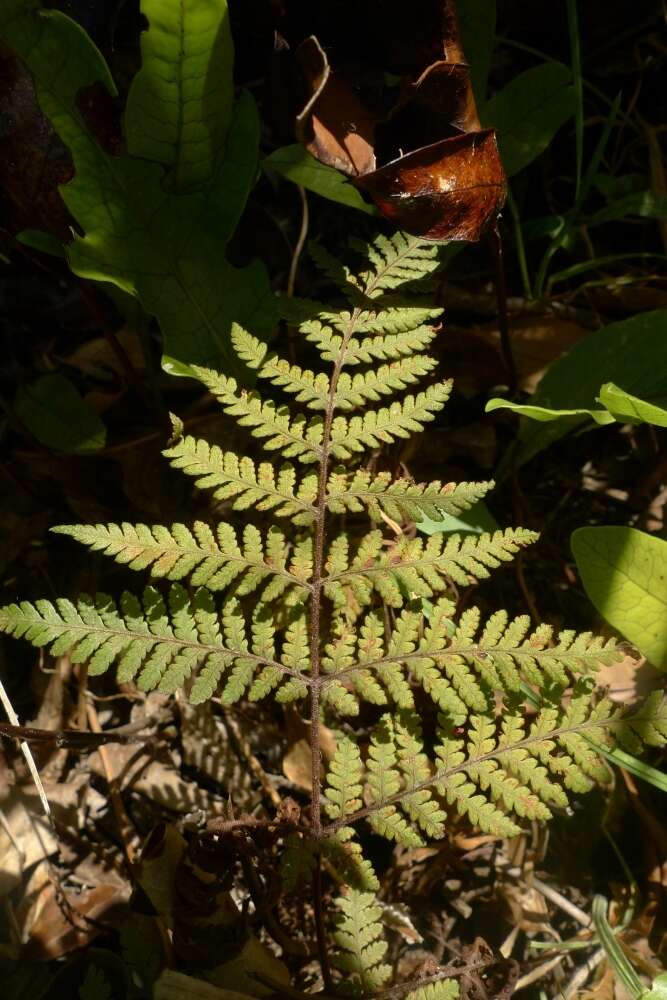 Image of Lastreopsis velutina (A. Rich.) Tindale