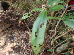 صورة Ardisia cornudentata Mez