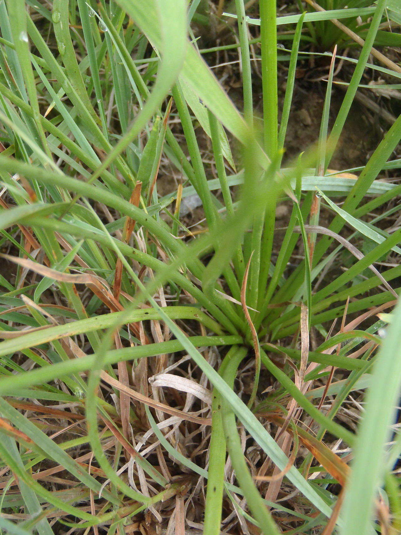 صورة Bulbine abyssinica A. Rich.