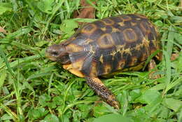 Image of Western hinge-back tortoise