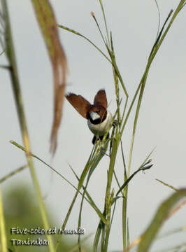 Image of Five-colored Munia