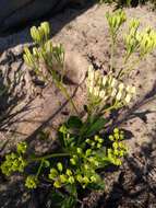 Image of Florida Indian plantain